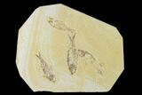 Four Fossil Fish (Knightia) - Wyoming #138624-1